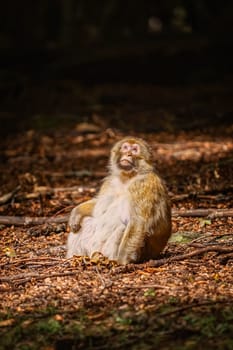 Barbary Macaque (Macaca Sylvanus) Sitting on the Ground