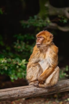 Barbary Macaque (Macaca Sylvanus) Resting on the Beam