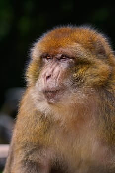 Closeup Portrait of Barbary Macaque (Macaca Sylvanus) 