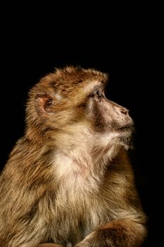 Closeup Portrait of Barbary Macaque (Macaca Sylvanus) 