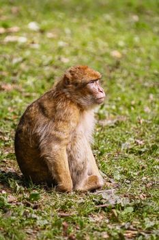 Barbary Macaque (Macaca Sylvanus) on the Grass