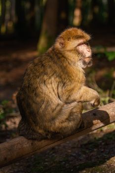 Barbary Macaque (Macaca Sylvanus) on the Tree