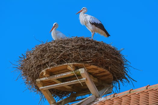 Storks in the nest at the rooftop