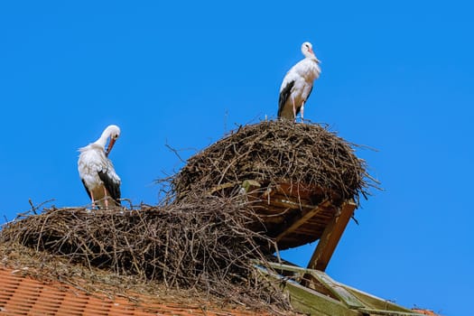 Storks in the nest at the rooftop