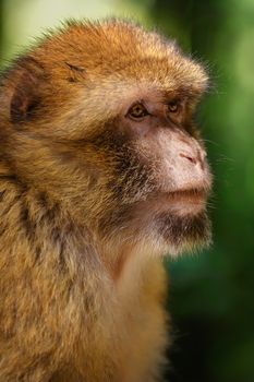 Closeup Portrait of Barbary Macaque (Macaca Sylvanus) 