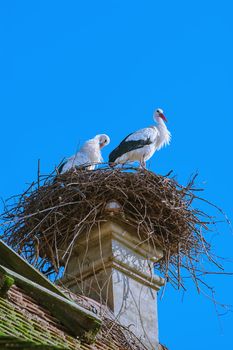 Storks in a nest on a house chimney