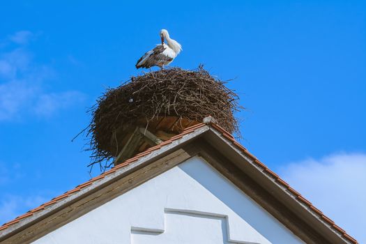Stork in the nest at the rooftop