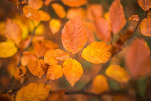 Fall, autumn, leaves background. A tree branch with autumn leaves of a beech blurred background.