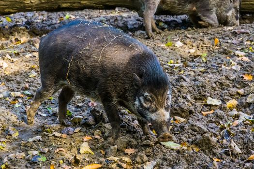 closeup portrait of a visayan warty pig, wild boar, critically endangered animal specie from the philippines