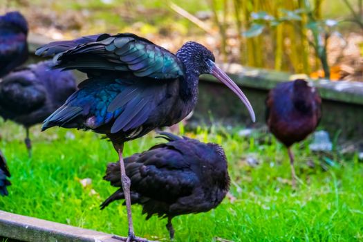 closeup portrait of a black glossy ibis, Exotic bird specie from America