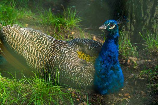 Blue Indian peafowl in closeup, Colorful ornamental bird, tropical bird specie from Asia