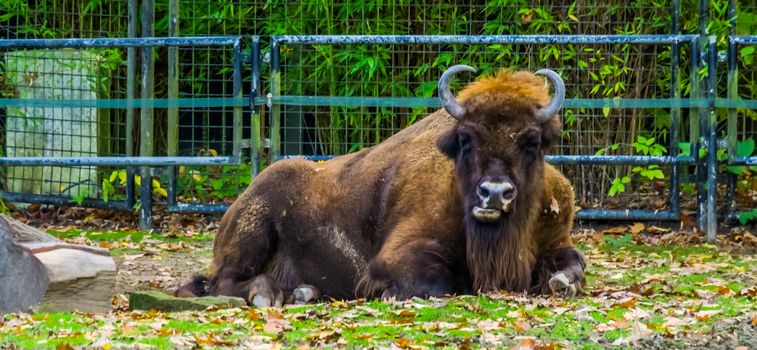 closeup of a european bison laying in the pasture and chewing, vulnerable animal specie from Europe