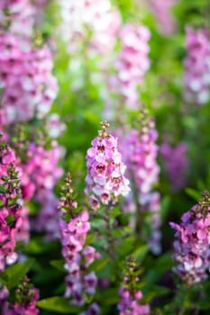 The background image of the colorful flowers, background nature