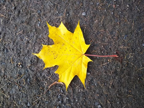A bright yellow maple leaf lies on the ground.