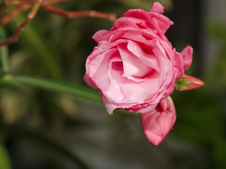 The flower and buds are oleander pink terry on a blurry green background.