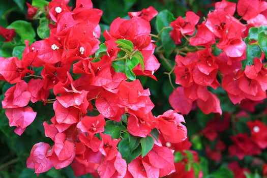 Beautiful red bougainvillea flower with branch and leaf blooming,Close-up red bougainvillea flowers as a floral background and texture