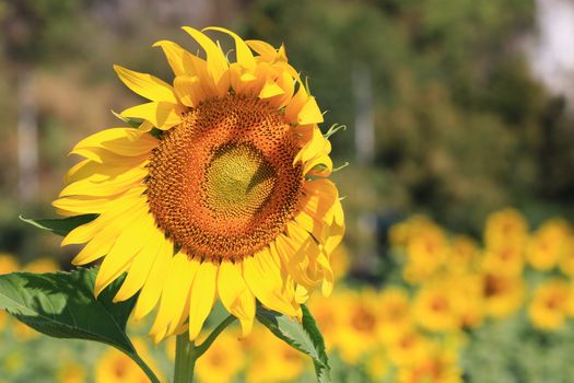 
Beautiful Sunflower blooming  and sunlight in the garden,Close-up Sunflowers as a floral background and texture in the morning 