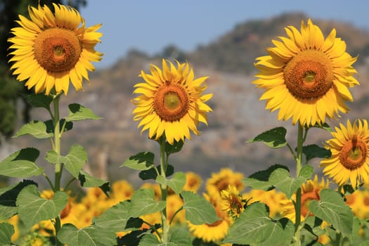 Group of Sunflower blooming with leaf and sunlight in the garden,Close-up Sunflowers as a floral background and texture in the morning with moutain in background