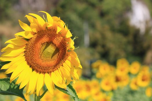 Closeup Beautiful Sunflower with leaf blooming and sunlight, Sunflowers as a floral background in the morning