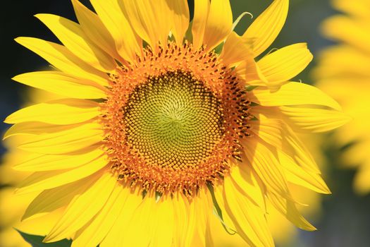 Closeup Beautiful Sunflower with leaf blooming and sunlight, Sunflowers as a floral background in the morning