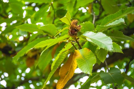 Nuts of Castanea sativa Miller, or sweet chestnut, is a species of flowering plant in the family Fagaceae. On a branch