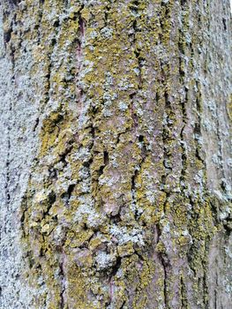 Close up of gray old wood textured pattern. Silver and light green moss