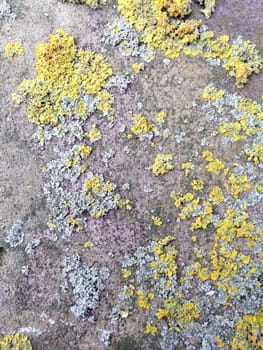 Close up of gray stone with mossy textured pattern