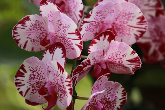 White pink Orchid (Phalaenopsis)with branch flower in garden,Orchid flower as a floral in green background