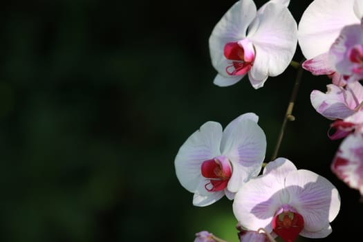 White pink Orchid (Phalaenopsis) flower in garden,tropical garden Floral background,Orchid flower as a floral background