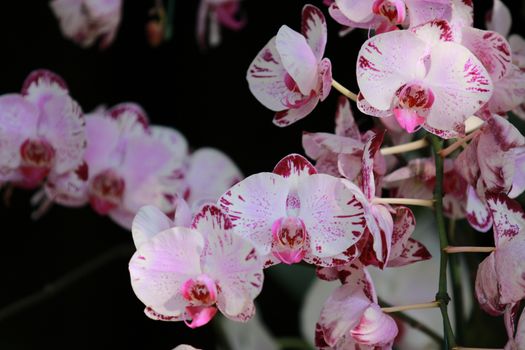 White pink Orchid (Phalaenopsis)with branch flower in garden,tropical garden Floral background,Orchid flower as a floral background