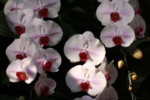 White pink Orchid (Phalaenopsis) flower in garden,tropical garden Floral background,Orchid flower as a floral background