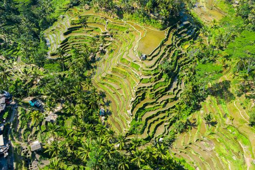 Aerial view of Terraced rice fields Bali, Indonesia.