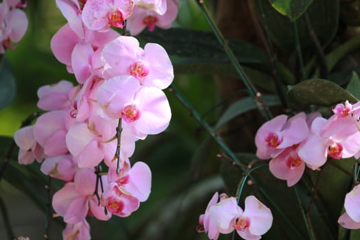 Bright pink Orchid flower(Phalaenopsis)with branch in garden,Bright pink Orchid flower as a floral in green background