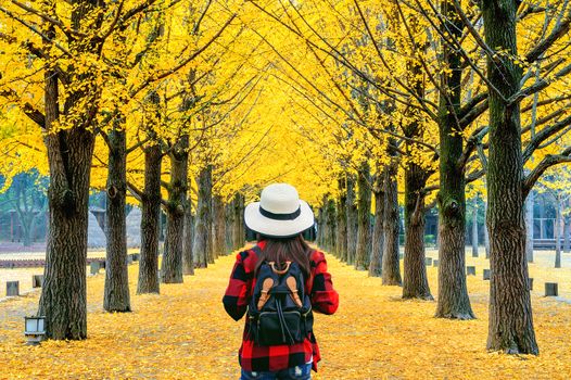 Woman traveler with backpack walking at row of yellow ginkgo tree in Nami Island, Korea.