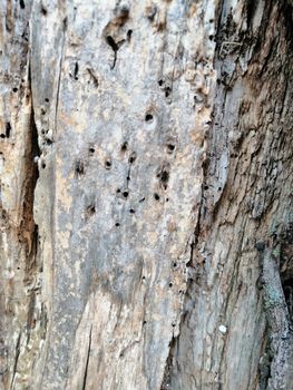 Close up of gray old wood with knots and holes textured pattern