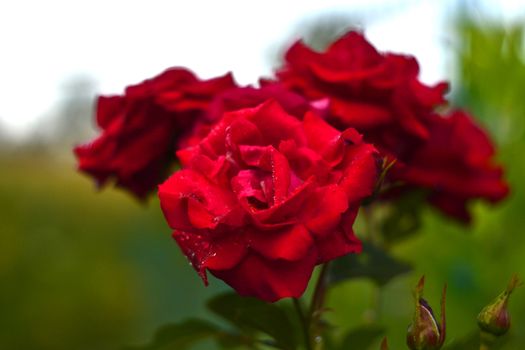 Red rose