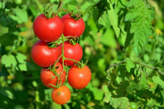 ripe cherry tomato branch in the garden