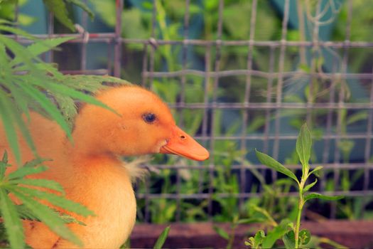 duckling behind the grass on the background of the grid