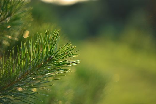 Sprig of pine. Spring forest. pine sprigs of golden sun