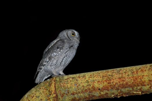 the owl sits, looks away, night