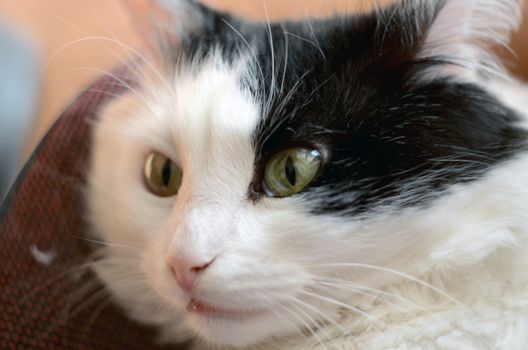 cat's eye. Cat face. White and black