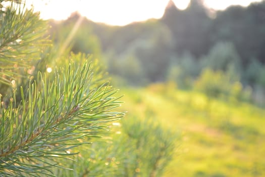 Pine branch at sunset