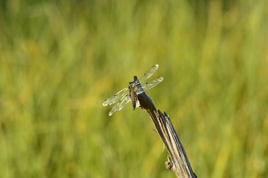 dragonfly on a dry branch with a green background