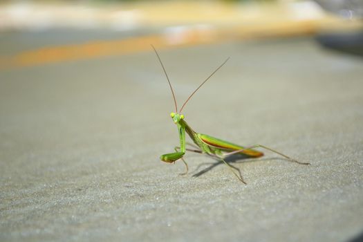 mantis on a gray background