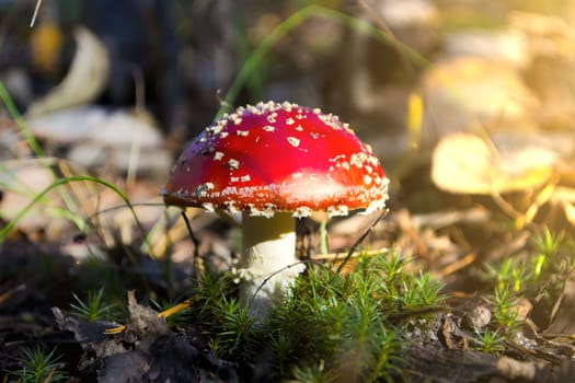 red poisonous hallucinogenic mushroom fly agaric