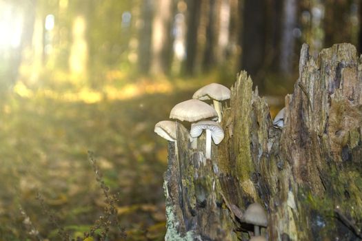 a poisonous hallucinogenic mushroom on a stump
