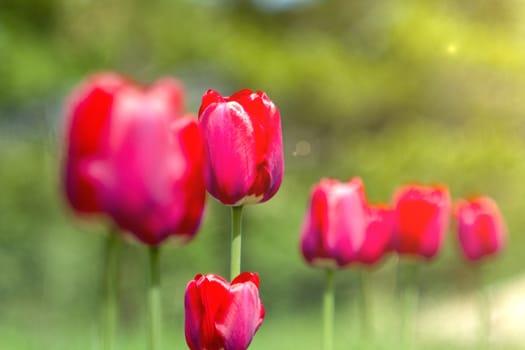 red tulips in the light with green bokeh