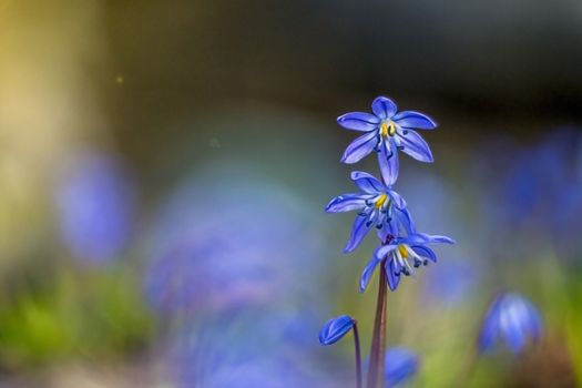 blue little flowers close up