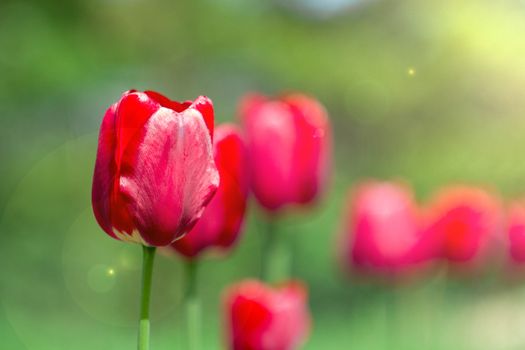 red tulips in the light with green bokeh