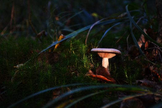 Dark magic forest mushroom in a ray of light